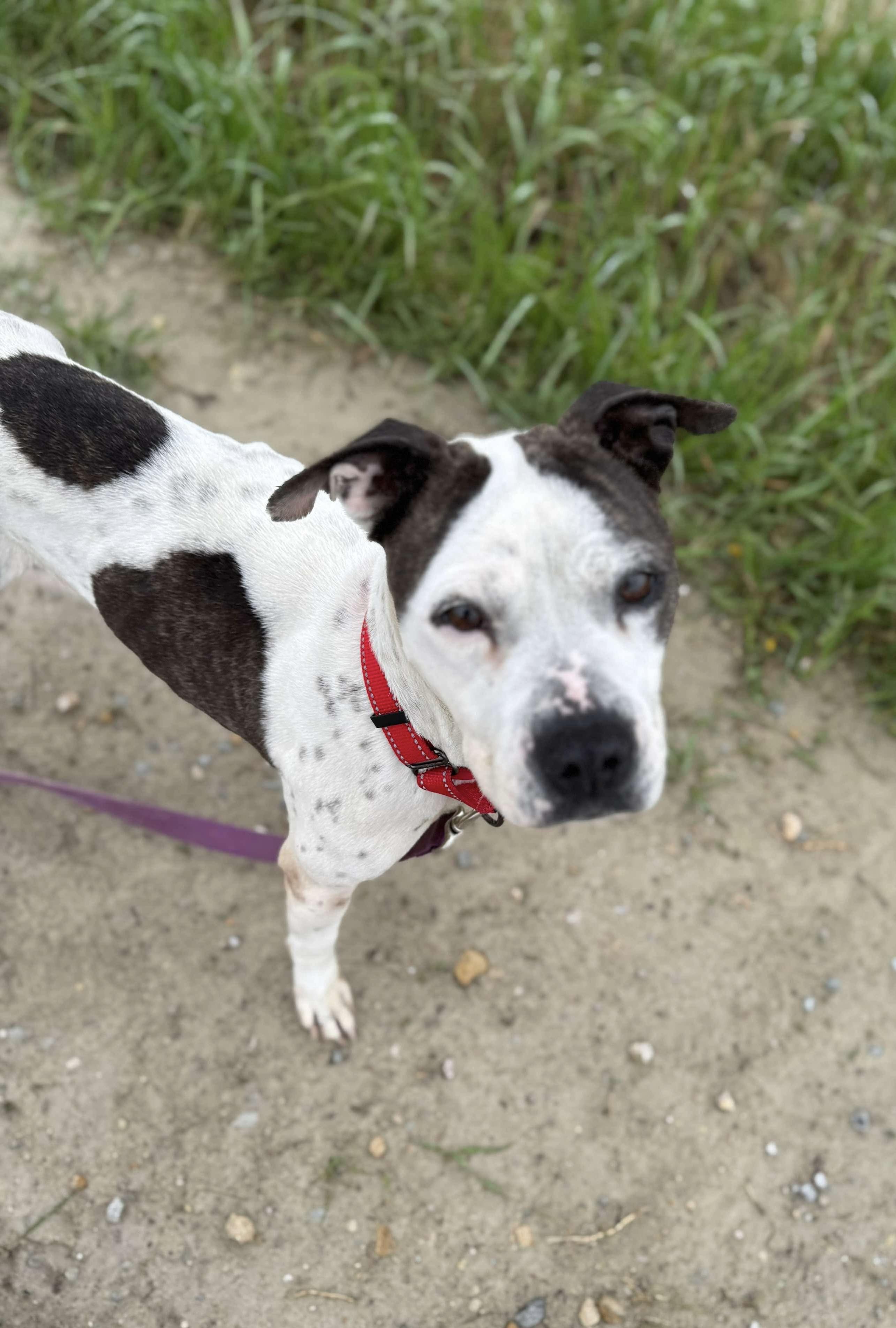 Helena, a Adoptable American Bully in Independence, IA image 5/5