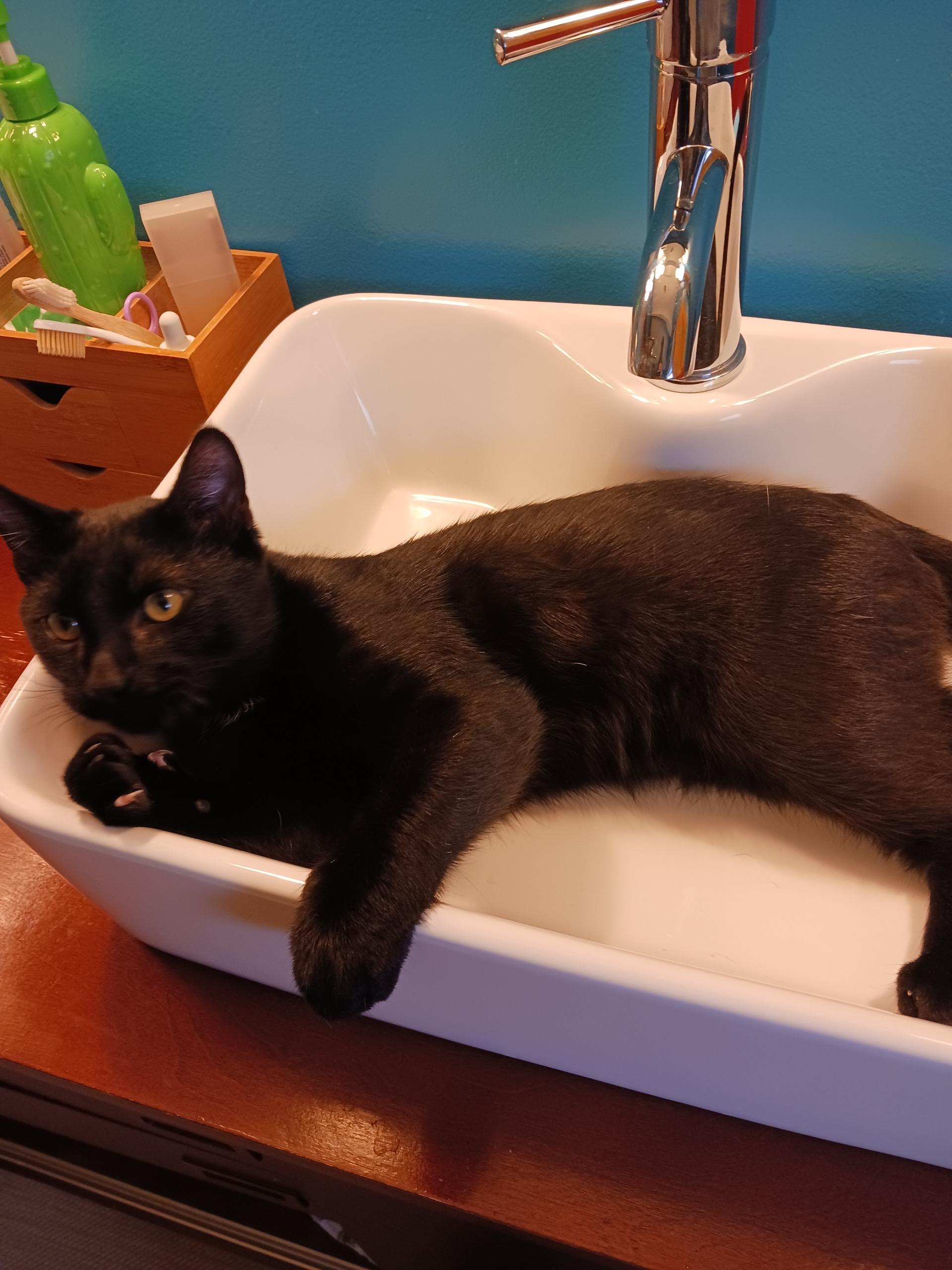 Enlarge Mr. Business, a ADOPTABLE Domestic Short Hair in Lake Forest Park, WA image 1/4