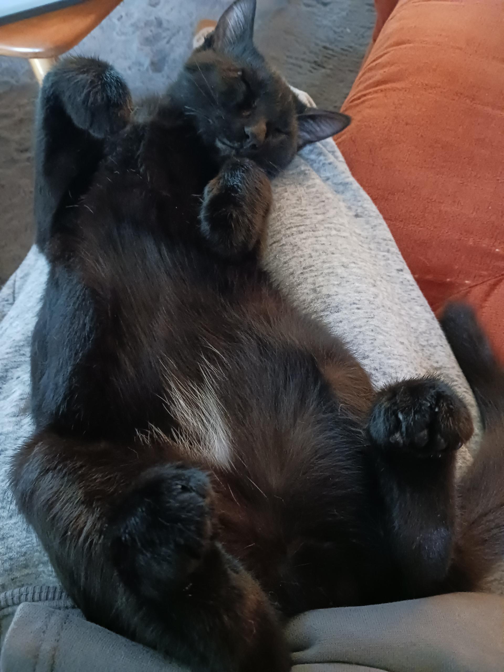 Mr. Business, adopted, Young Male Domestic Short Hair.