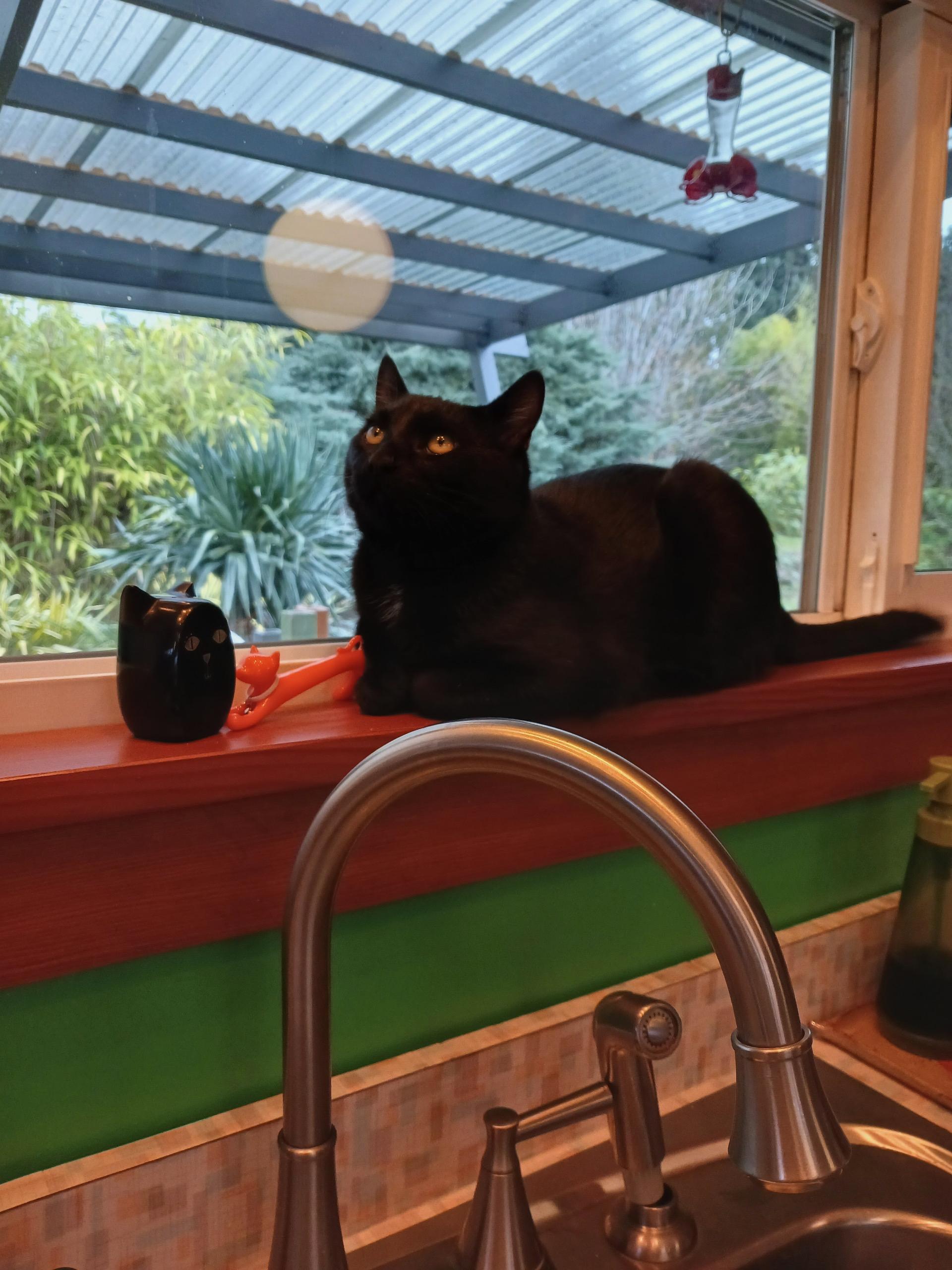 Enlarge Mr. Business, an adopted Domestic Short Hair in Burien, WA image 3/5