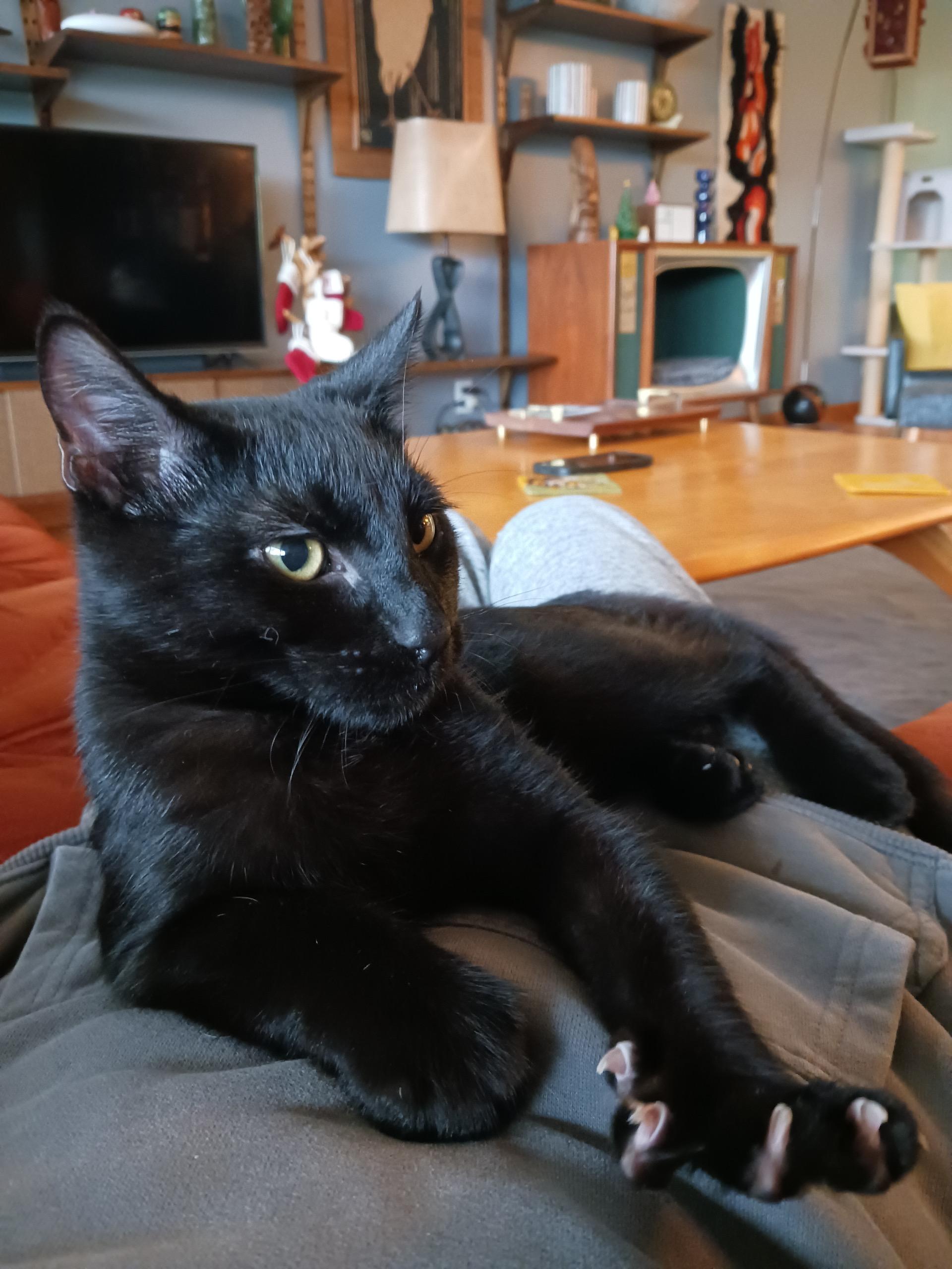 Enlarge Mr. Business, a ADOPTABLE Domestic Short Hair in Lake Forest Park, WA image 4/4