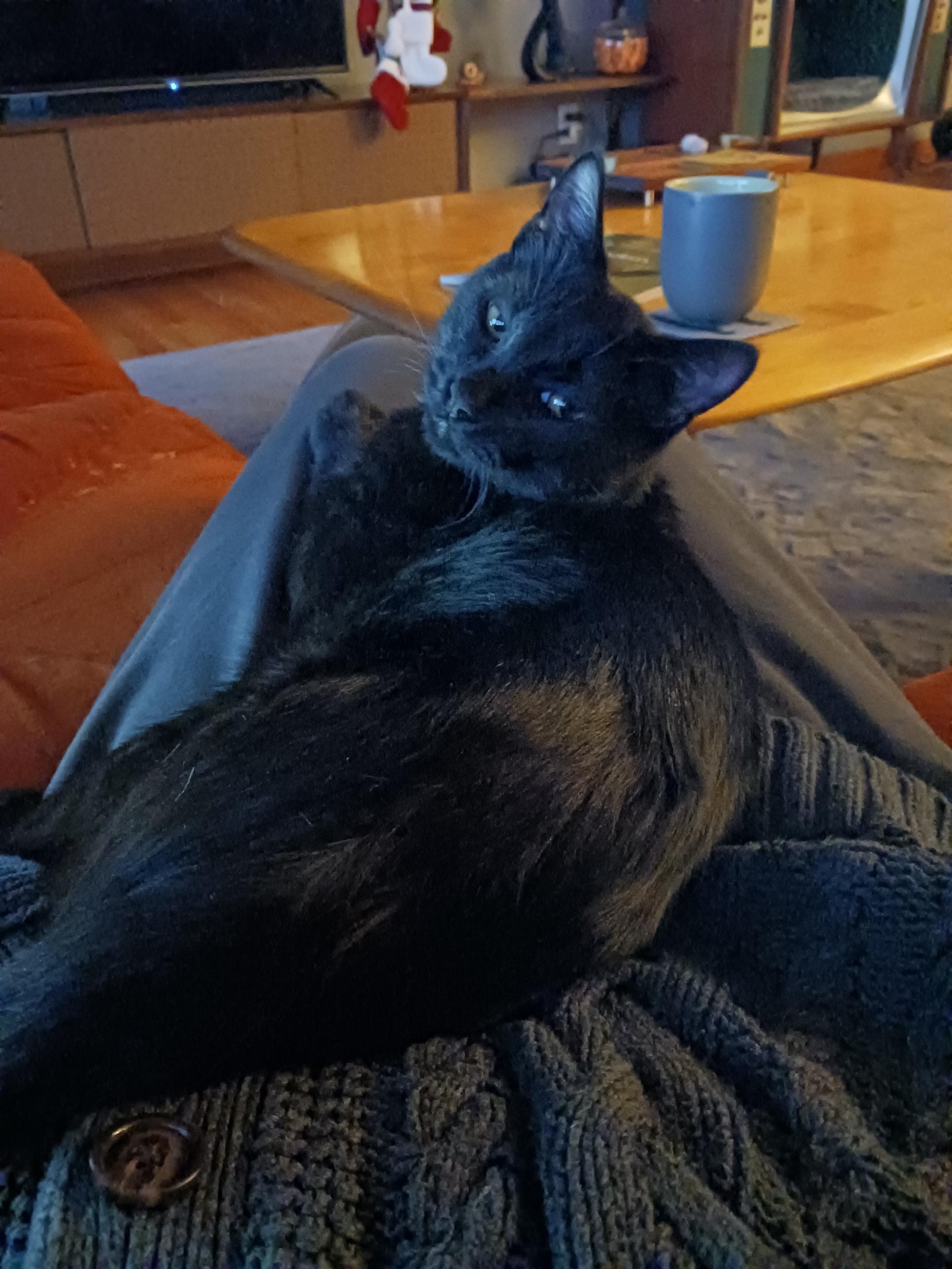 Enlarge Mr. Business, an adopted Domestic Short Hair in Burien, WA image 2/5