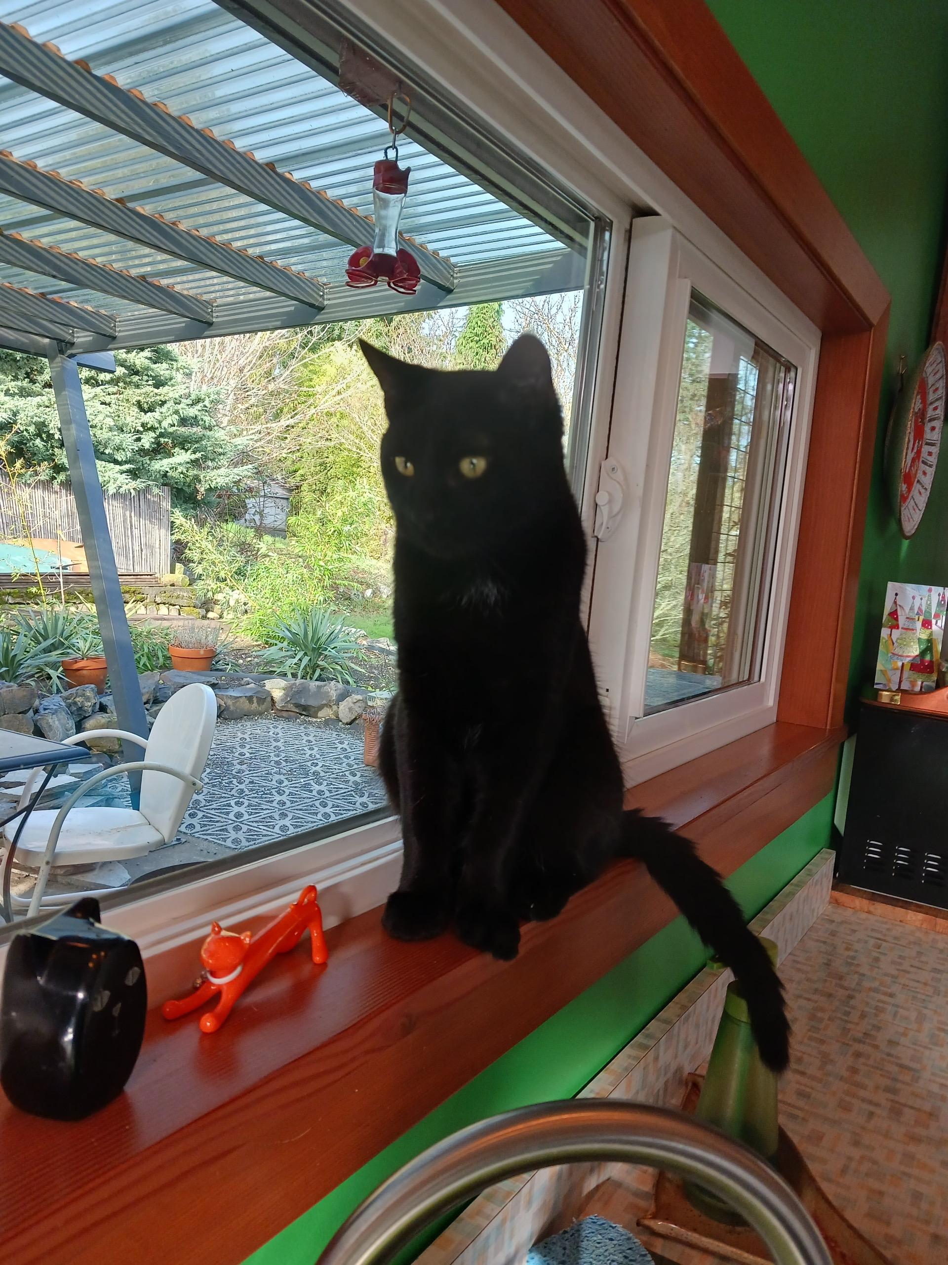 Enlarge Mr. Business, an adopted Domestic Short Hair in Burien, WA image 5/5