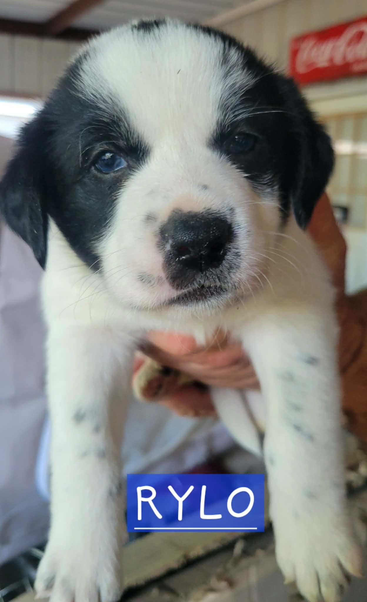 Puppies! Coming Soon!, an adopted mixed breed in Port Chester, NY image 3/5