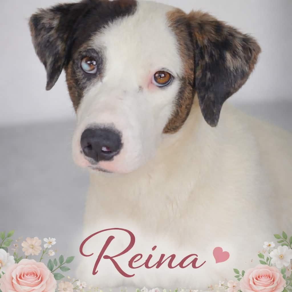 Puppies! Coming Soon!, adopted, Puppy Male Mixed Breed.