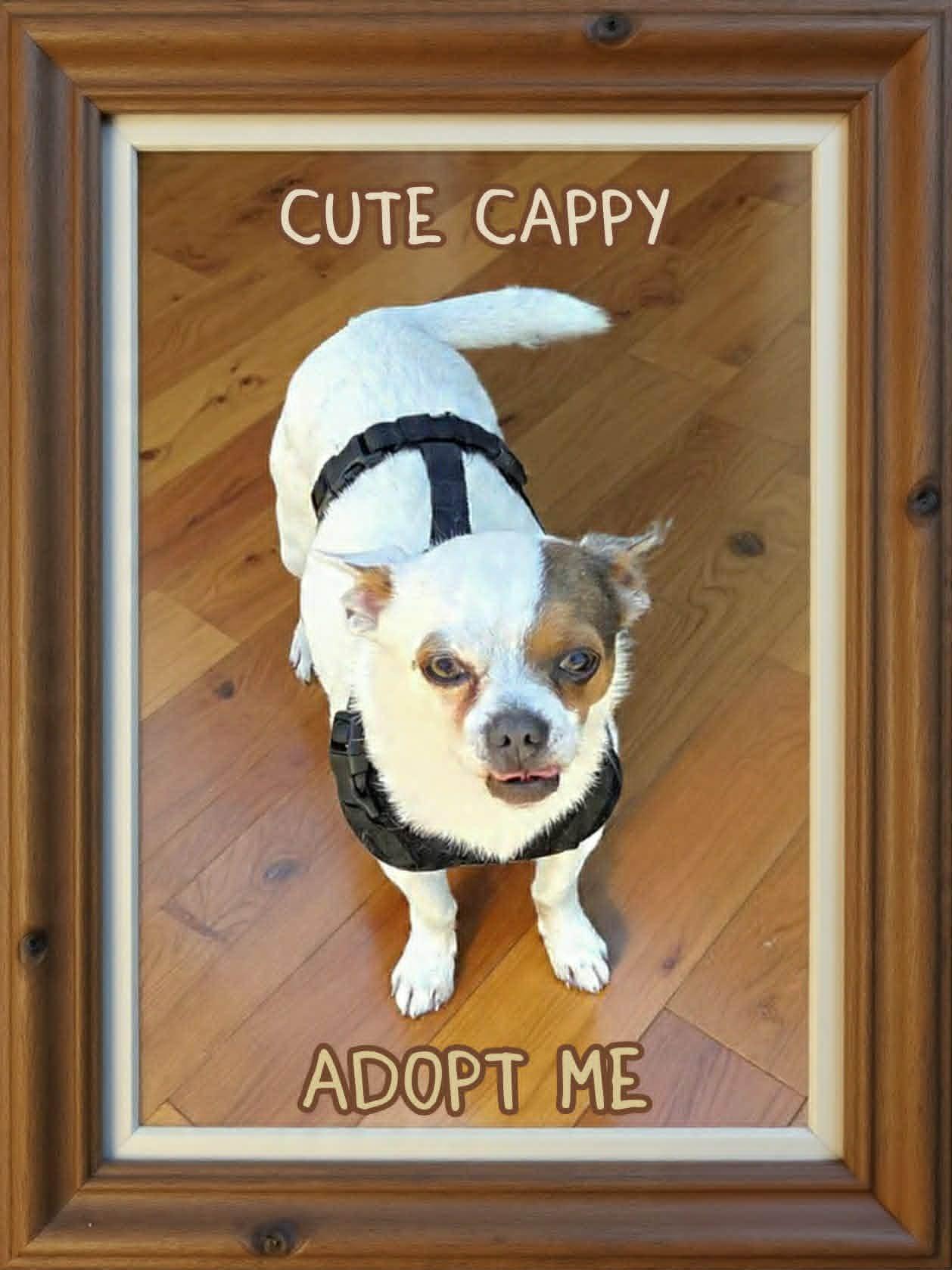Cappy, a ADOPTABLE Chihuahua in Grove, OK image 4/4