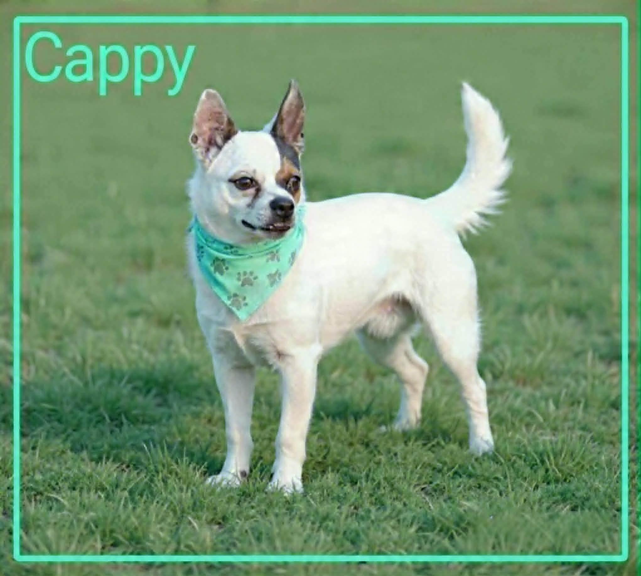 Cappy, a ADOPTABLE Chihuahua in Grove, OK image 1/4