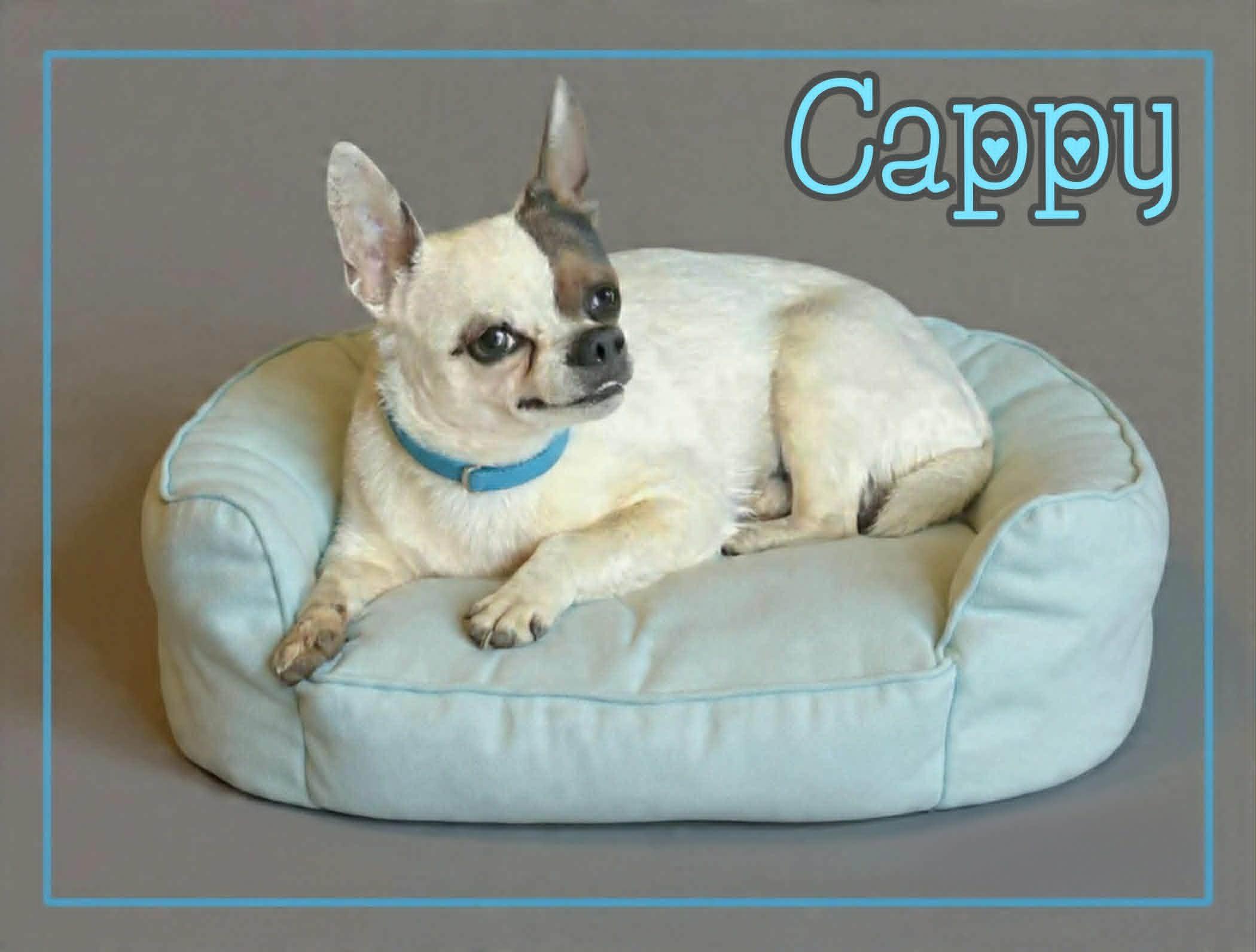 Cappy, a ADOPTABLE Chihuahua in Grove, OK image 3/4