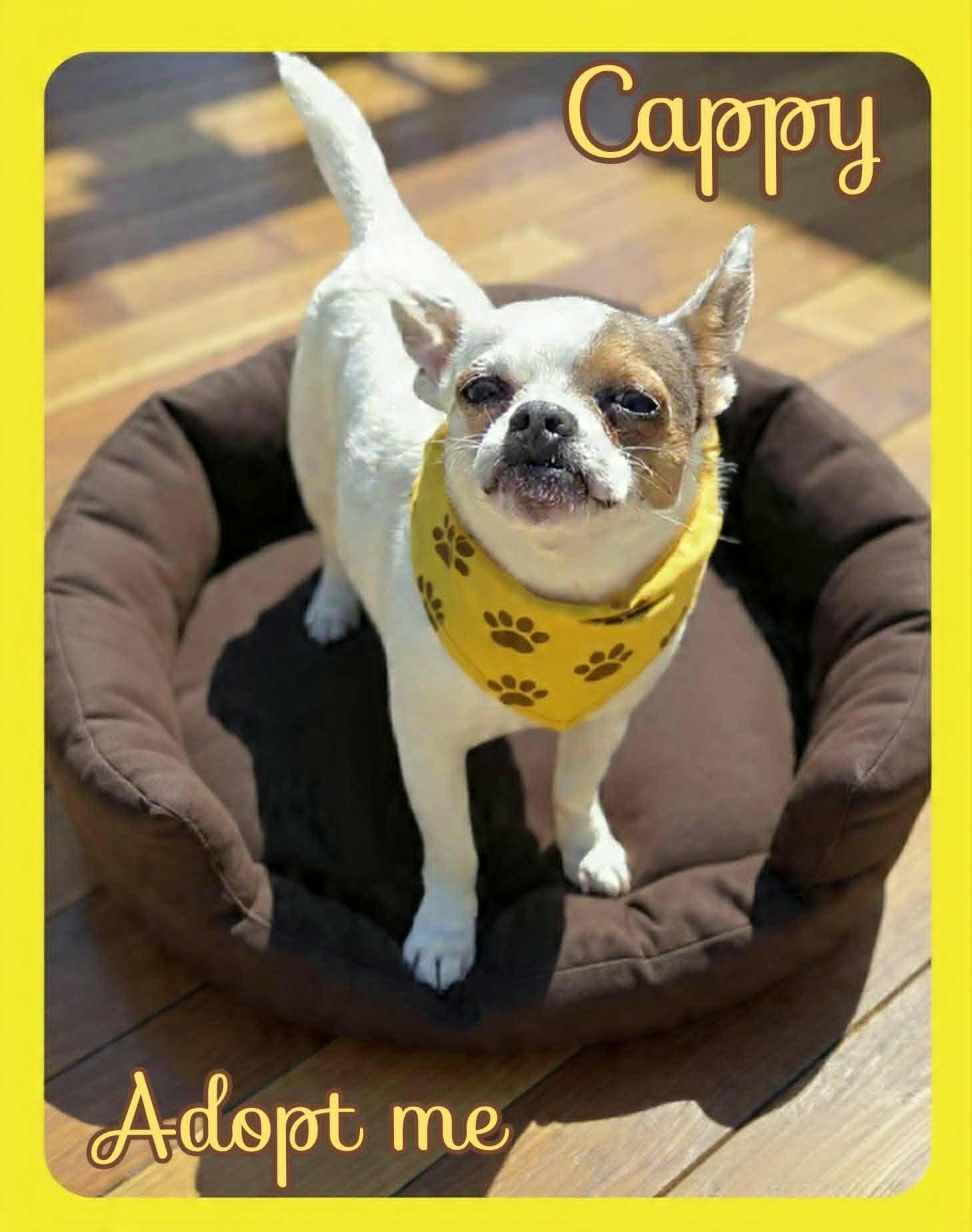 Cappy, a ADOPTABLE Chihuahua in Grove, OK image 2/4
