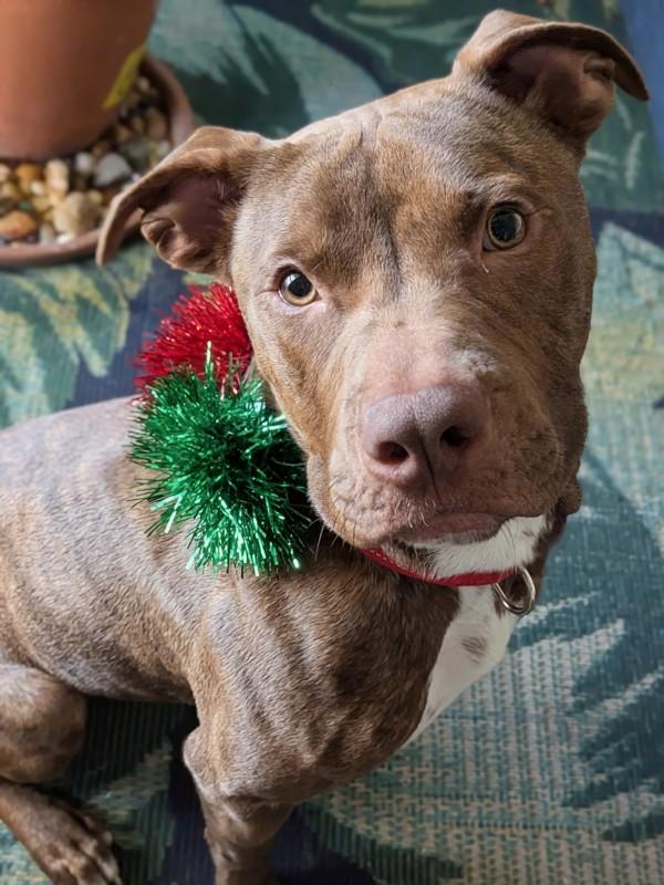 Apple Fritter, Adoptable, Young Male Pit Bull Terrier.