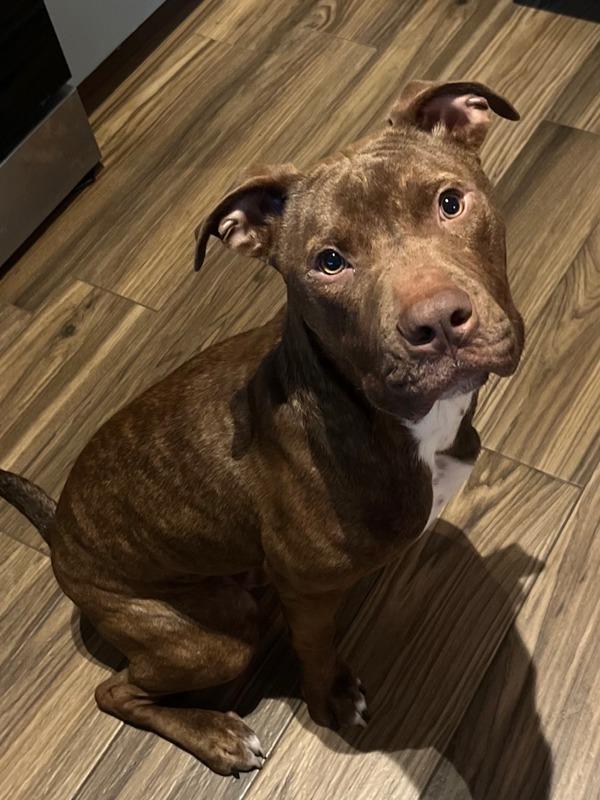 Enlarge Apple Fritter, a Adoptable mixed breed in Austin, TX image 2/6