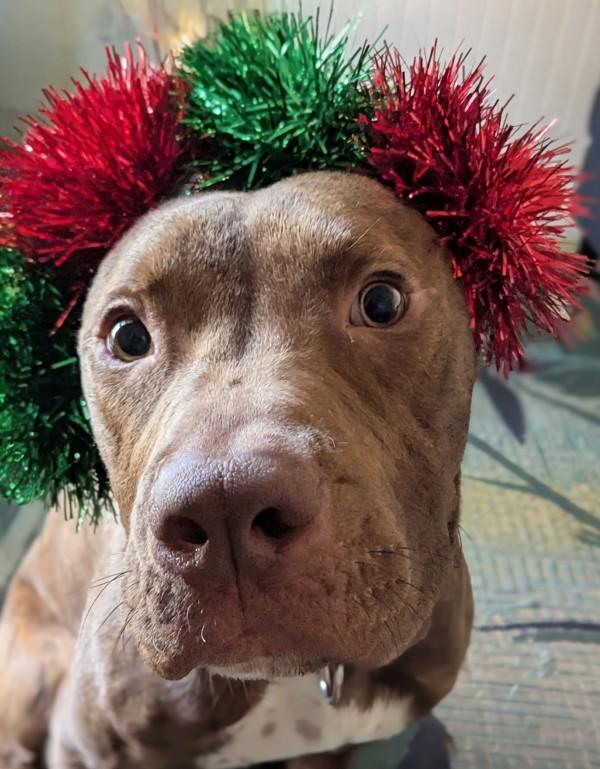 Enlarge Apple Fritter, a Adoptable mixed breed in Austin, TX image 3/6