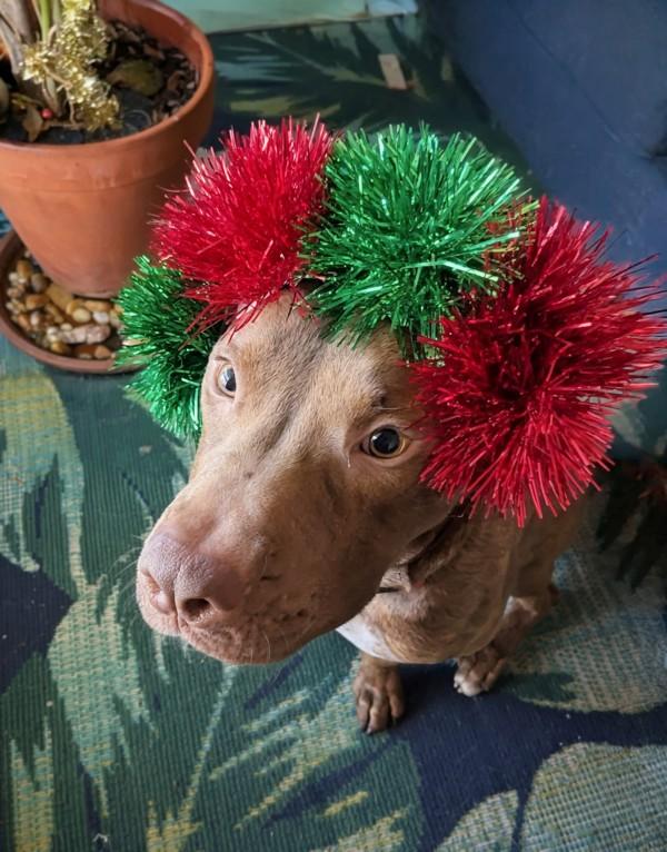 Enlarge Apple Fritter, a Adoptable mixed breed in Austin, TX image 5/6
