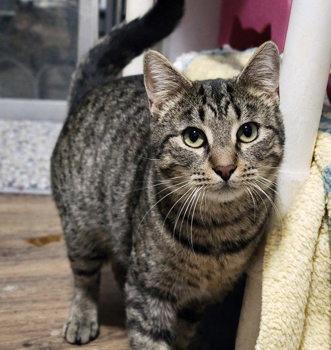 Enlarge Zeus, a Adoptable mixed breed in Dublin, OH image 1/3