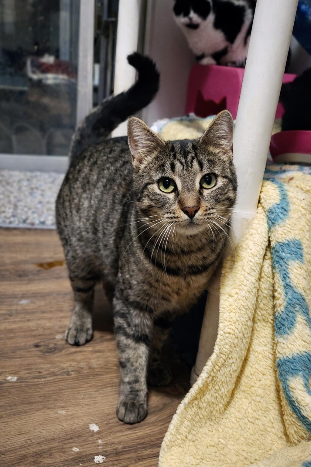 Enlarge Zeus, a Adoptable mixed breed in Dublin, OH image 3/3