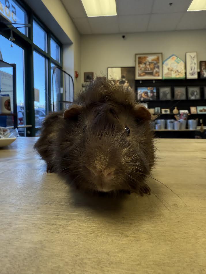 Enlarge Shadow & Kiko, a Adoptable Abyssinian in South Elgin, IL image 2/3