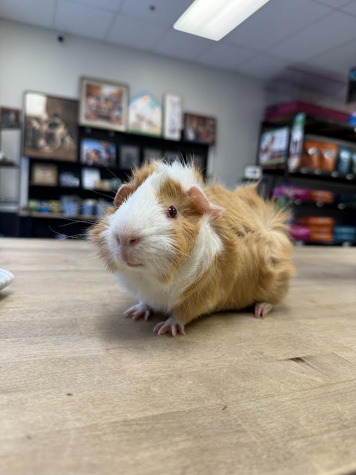 Shadow & Kiko, Adoptable, Adult Male Abyssinian.