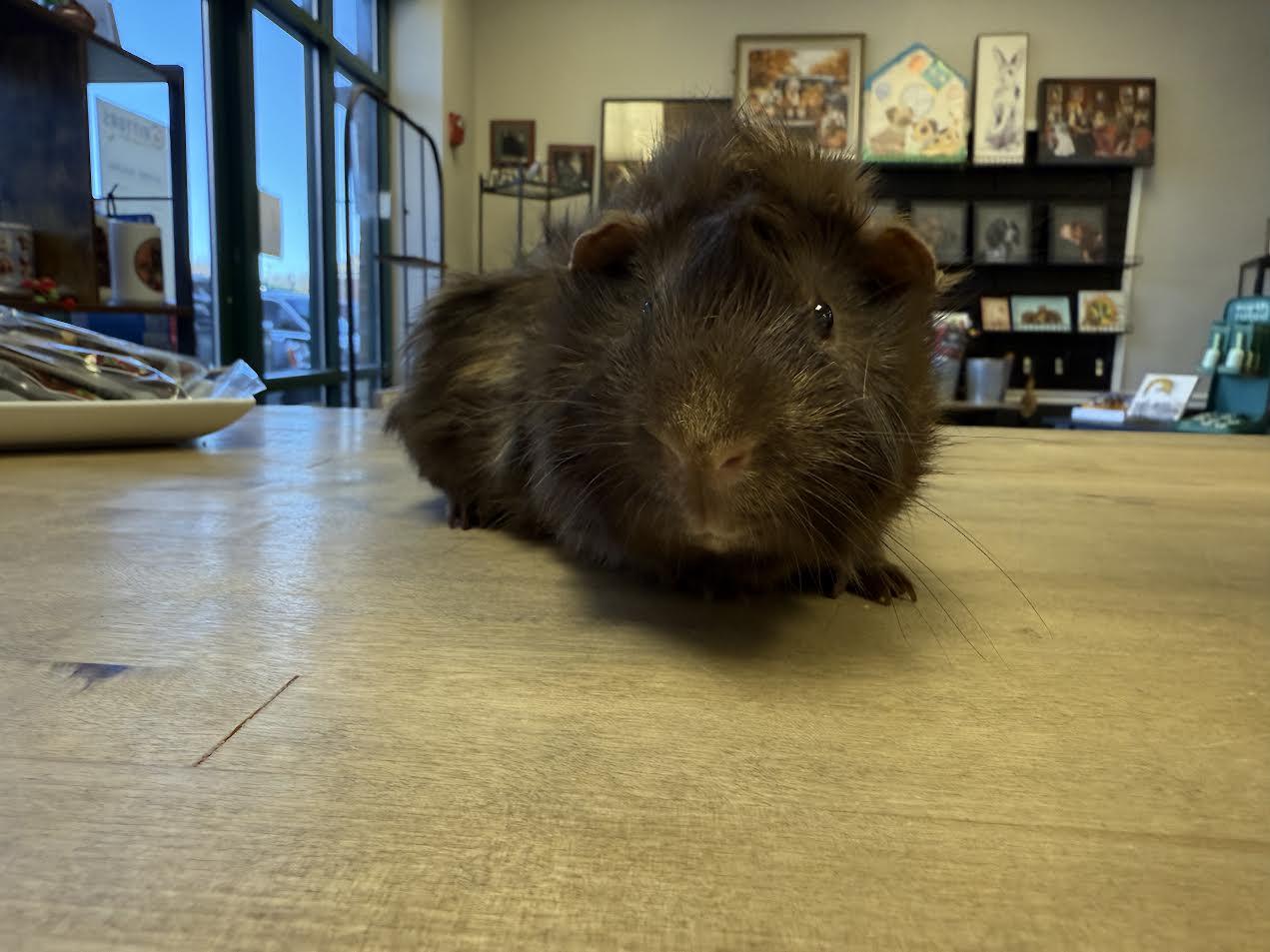 Enlarge Shadow & Kiko, a Adoptable Abyssinian in South Elgin, IL image 3/3