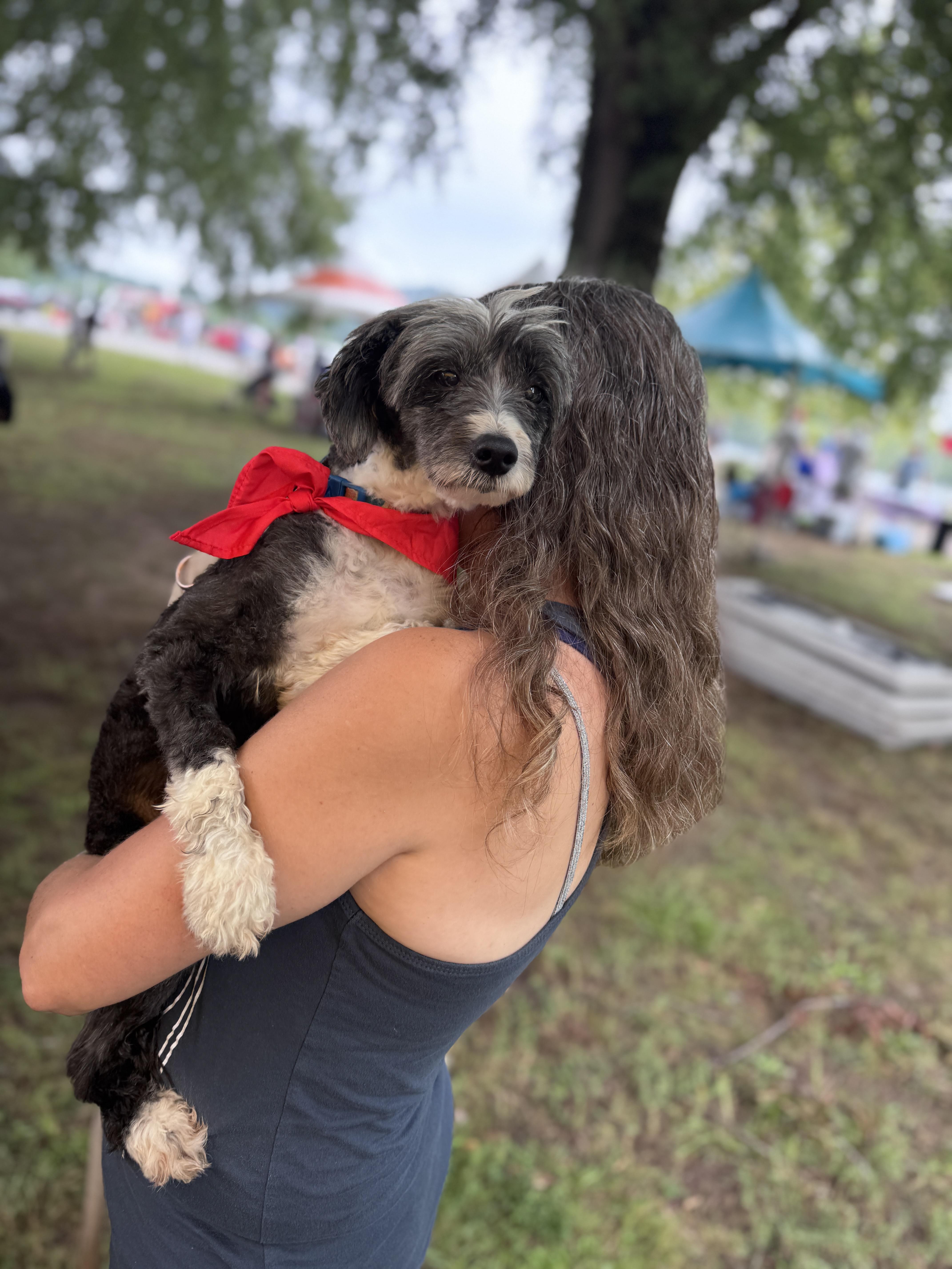 Zeb, Adoptable, Senior Male Chinese Crested Dog.