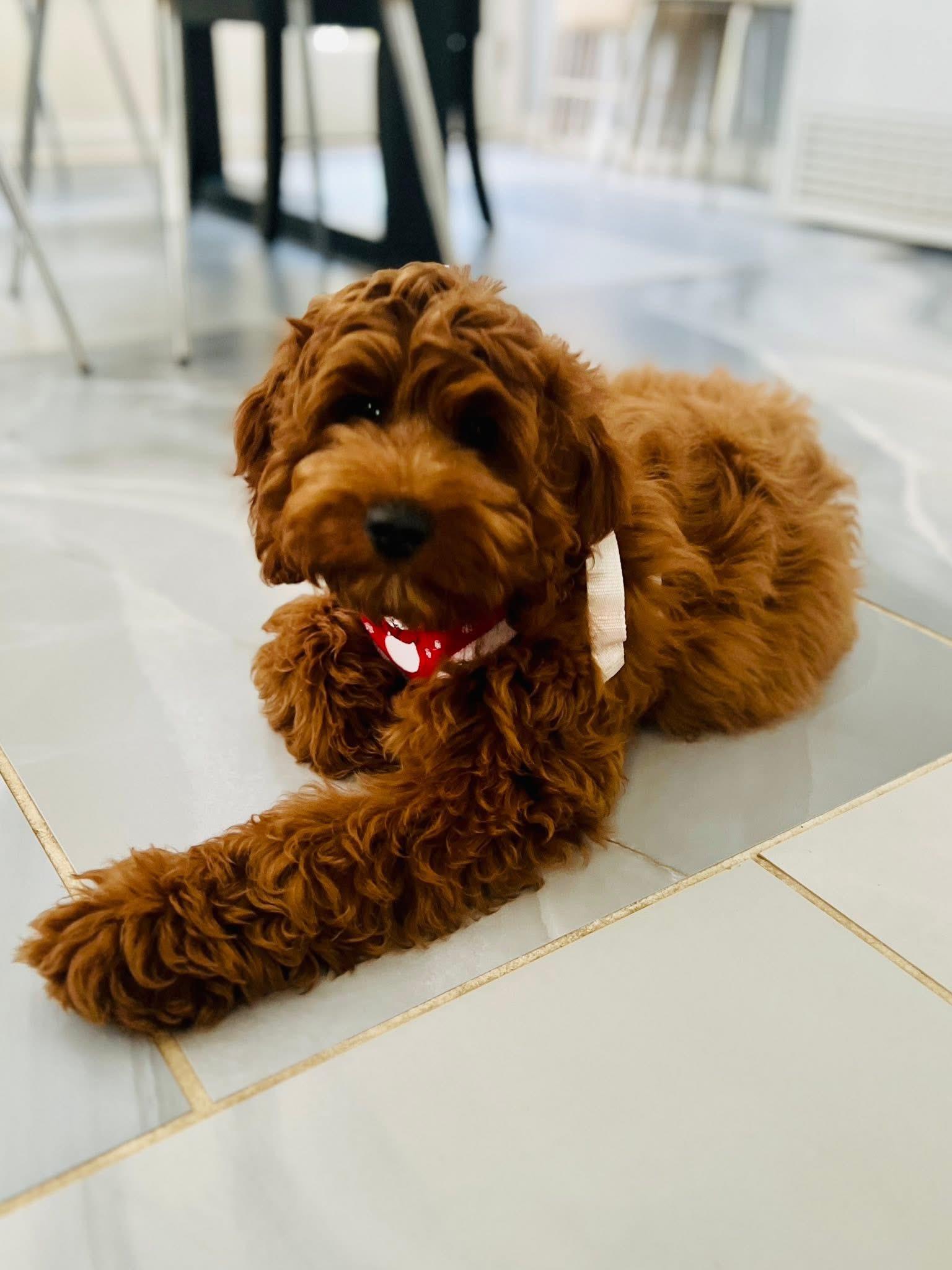 Enlarge Perry, an adopted Cockapoo in Norfolk, VA image 1/2