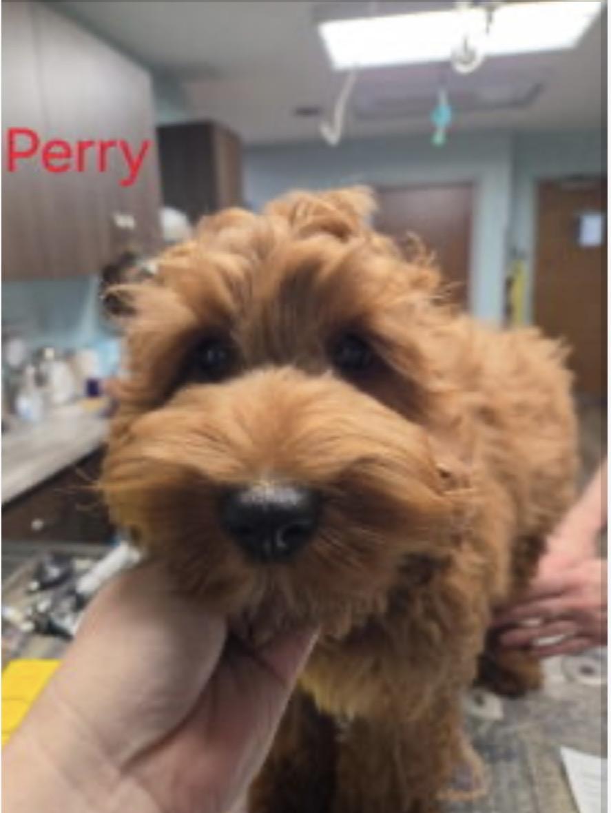 Enlarge Perry, an adopted Cockapoo in Norfolk, VA image 2/2