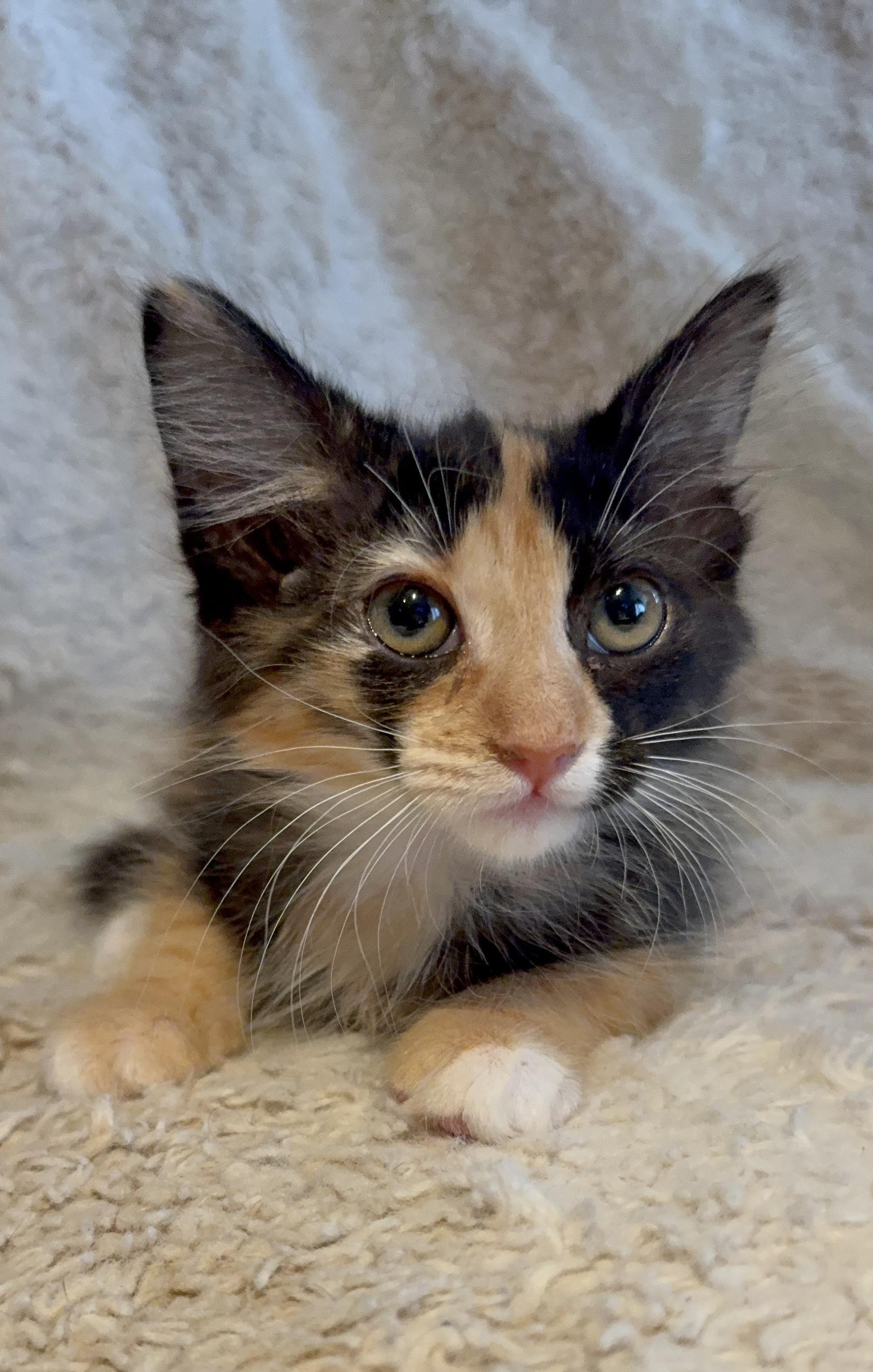 Zelda, an adopted Domestic Long Hair in Riverside, CA image 4/4