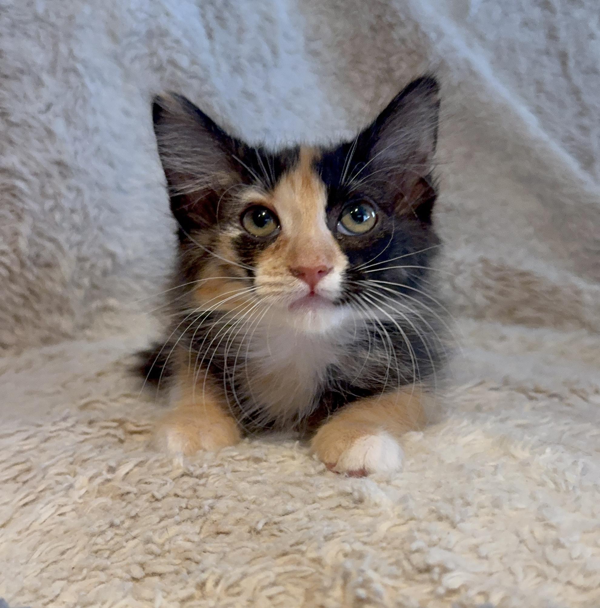 Zelda, adopted, Kitten Female Domestic Long Hair.