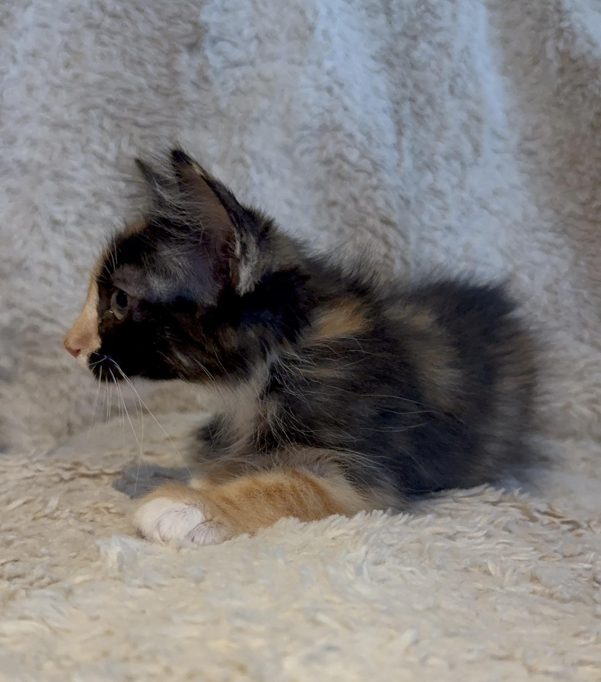 Zelda, an adopted Domestic Long Hair in Riverside, CA image 3/4