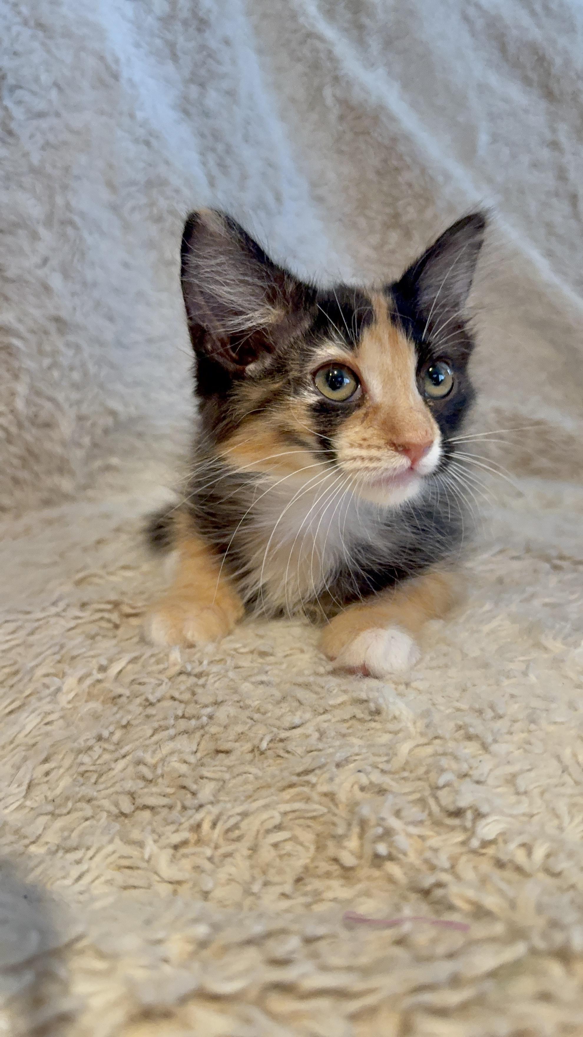 Zelda, an adopted Domestic Long Hair in Riverside, CA image 2/4