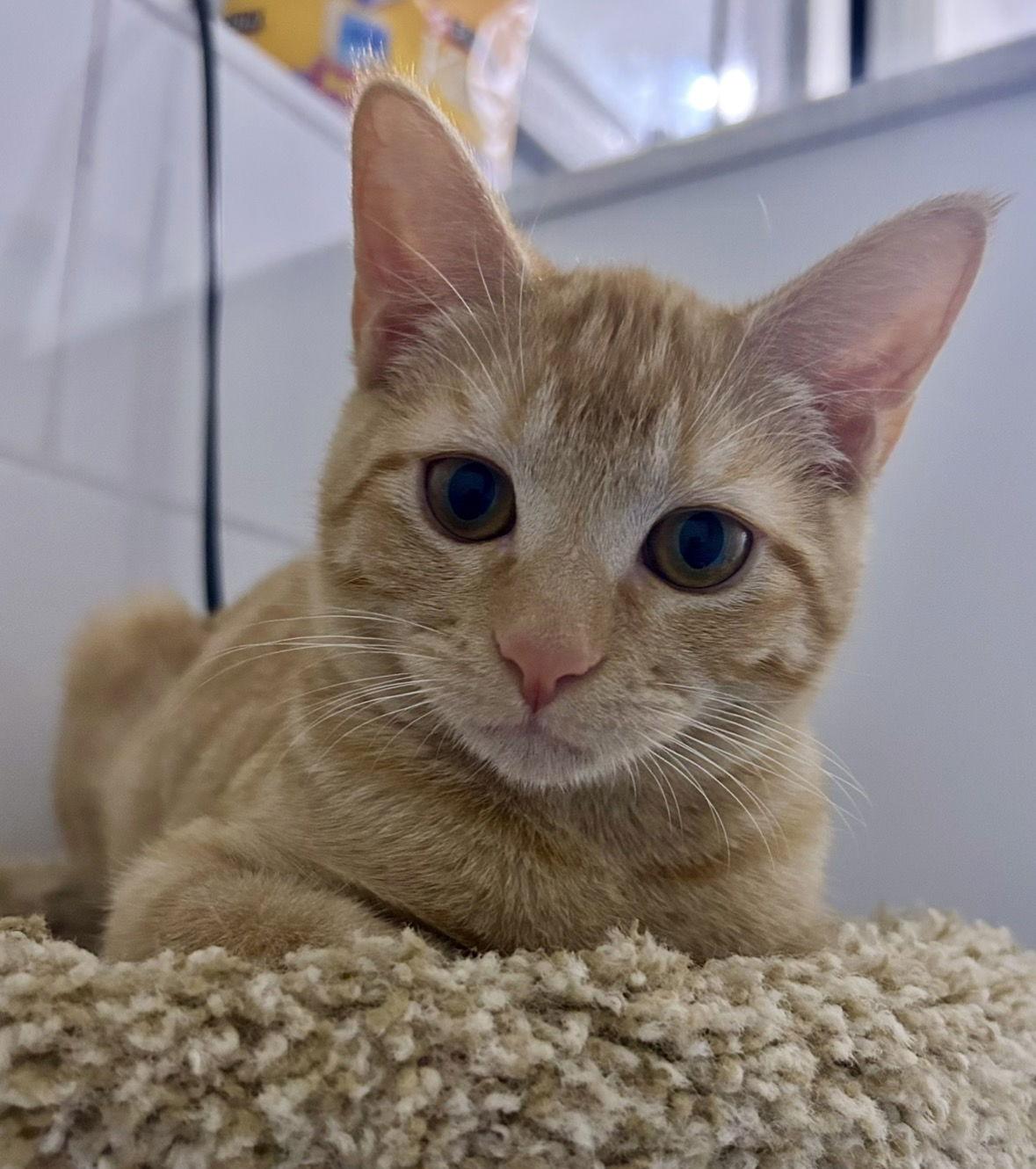 Butter, Adopted, Young Female Domestic Short Hair.