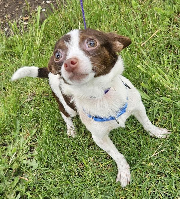 Mouse, Adoptable, Young Male Chihuahua.