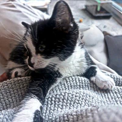 Pearl, ADOPTABLE, Kitten Female Domestic Short Hair.