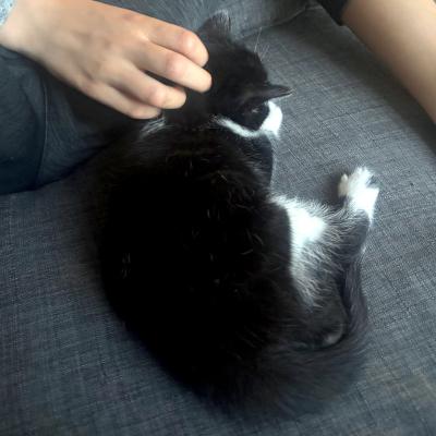 Enlarge Pearl, a ADOPTABLE Domestic Short Hair in Mississauga, ON image 4/5