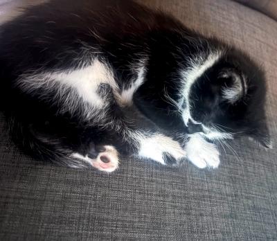 Enlarge Pearl, a ADOPTABLE Domestic Short Hair in Mississauga, ON image 5/5