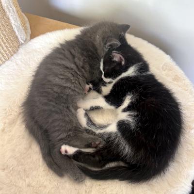 Enlarge Pearl, a ADOPTABLE Domestic Short Hair in Mississauga, ON image 3/5