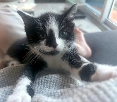 Enlarge Pearl, a ADOPTABLE Domestic Short Hair in Mississauga, ON image 2/5