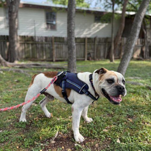 Enlarge Max, a Adoptable American Bulldog in Austin, TX image 2/5