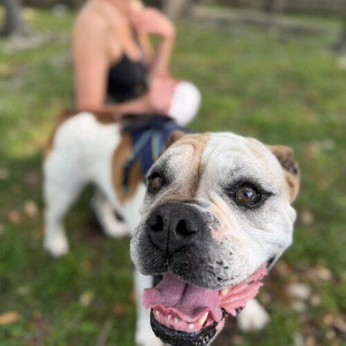 Enlarge Max, a Adoptable American Bulldog in Austin, TX image 3/5