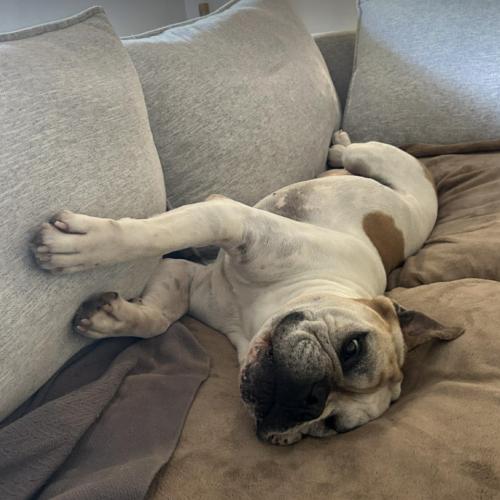 Enlarge Max, a Adoptable American Bulldog in Austin, TX image 4/5