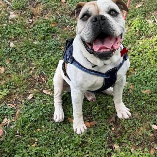 Enlarge Max, a Adoptable American Bulldog in Austin, TX image 5/5