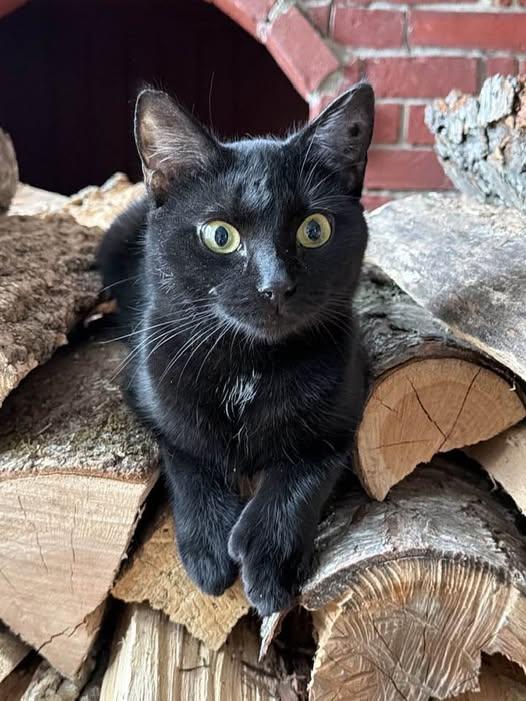 Enlarge Rachel, a ADOPTABLE Domestic Short Hair in Portland, ME image 1/1