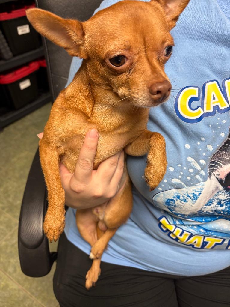Enlarge Butters, a Adopted Chihuahua in Ada, OK image 1/1