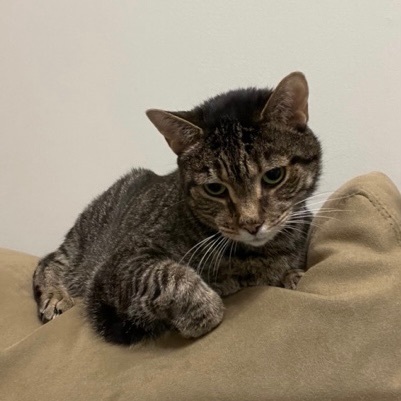 Chase, a Adoptable Domestic Short Hair in Sterling, VA image 5/9