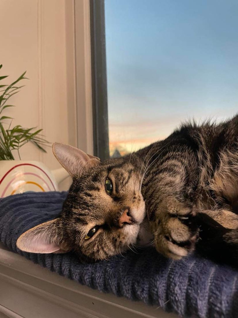 Chase, a Adoptable Domestic Short Hair in Sterling, VA image 6/9