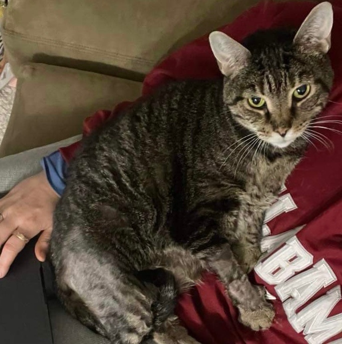 Enlarge Chase, a Adoptable Domestic Short Hair in Sterling, VA image 7/9