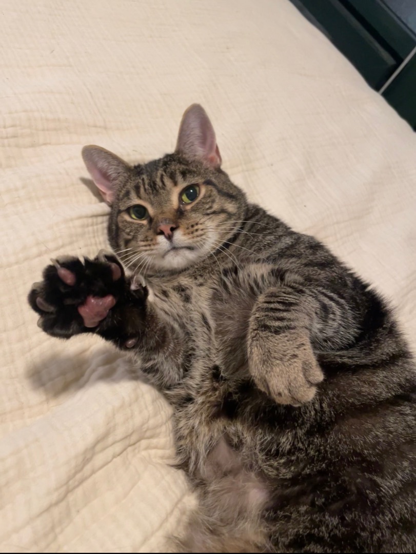 Enlarge Chase, a Adoptable Domestic Short Hair in Sterling, VA image 8/9