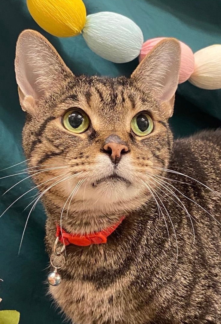 Chase, Adoptable, Adult Male Domestic Short Hair.