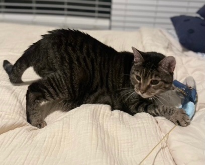 Enlarge Chase, a Adoptable Domestic Short Hair in Sterling, VA image 9/9