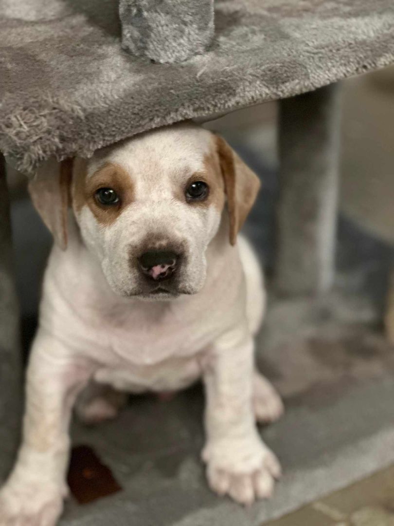 Male puppy, Adopted, Puppy Male Labrador Retriever & Beagle.