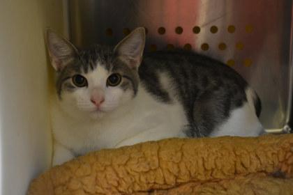 Peaches, Adoptable, Adult Male Domestic Short Hair & Domestic Short Hair.